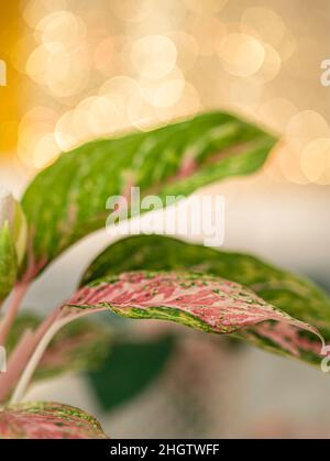 Aglaonema, Zimmerpflanze. Aglaonema-Pflanze hat grün-rosa-rot-gelb gestreift, grünen Rand und Wassertropfen. Selektiver Fokus Stockfoto