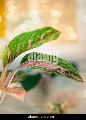 Aglaonema, Zimmerpflanze. Aglaonema-Pflanze hat grün-rosa-rot-gelb gestreift, grünen Rand und Wassertropfen. Selektiver Fokus Stockfoto