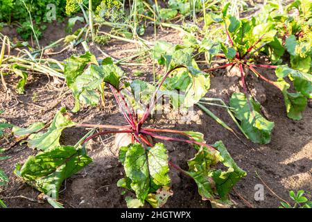 Am Sommertag wächst im Gemüsegarten biologische Rote Bete Stockfoto