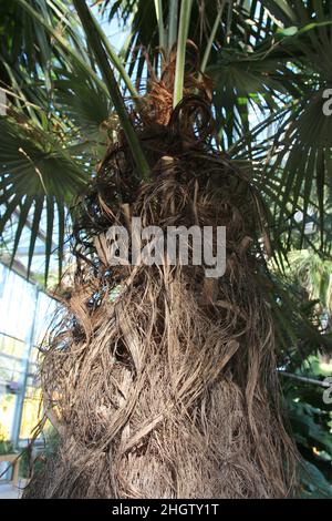 Nahaufnahme des oberen Stammes und der Wedel einer Palme eines alten Mannes, die in einem Wintergarten wächst Stockfoto