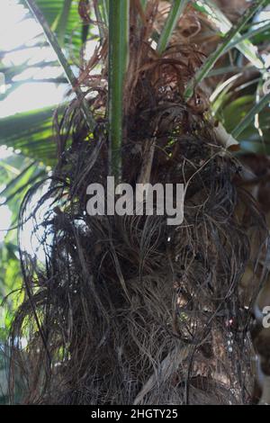 Nahaufnahme des oberen Stammes und der Wedel einer Palme des alten Mannes Stockfoto