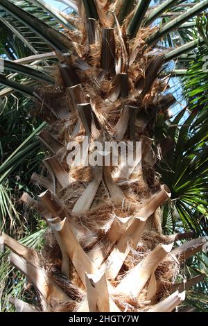 Nahaufnahme des Stammes einer Kohlpalme Stockfoto