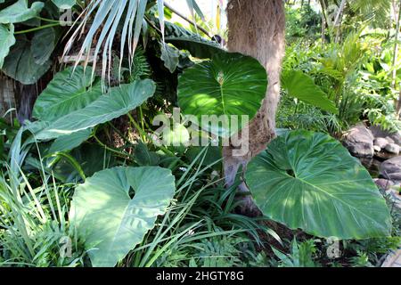 Eine Philodendron-Pflanze mit großen Blättern und Farnen, die vor einer Palme des alten Mannes wachsen Stockfoto