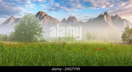 mohn Feld an einem nebligen Morgen. Composite Naturlandschaft mit Gipfeln der hohen tatra Bergrücken in der Ferne. Ländliche Landschaft der slowakei in Sprotte Stockfoto