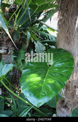 Ein großes Philodendron-Blatt, das vor einer Palme des alten Mannes wächst Stockfoto