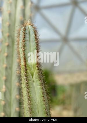 Pilosocereus Magnificus oder Baumkaktus. Eine Sukkulente Pflanze mit scharfen Dornen für die Gartendekoration. Stockfoto