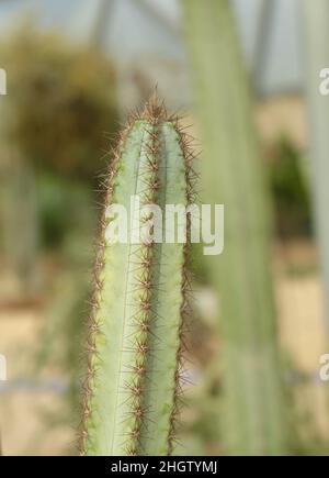 Pilosocereus Magnificus oder Baumkaktus. Eine Sukkulente Pflanze mit scharfen Dornen für die Gartendekoration. Stockfoto