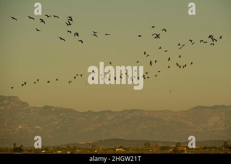 Hochglanz Ibis, Plegadis falcinellus, Ebro Delta, Naturpark, Tarragona, Spanien Stockfoto