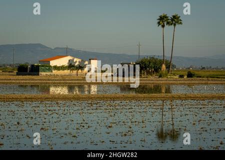 Reisfeld nach der Ernte, Ebro Delta, Naturpark, Tarragona, Spanien Stockfoto