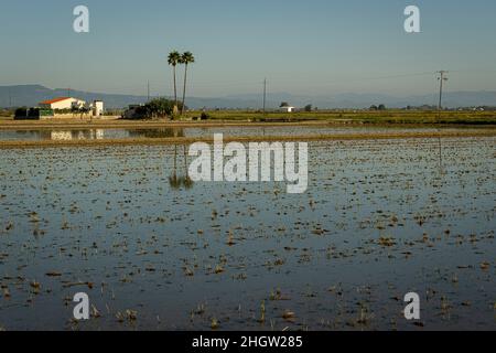 Reisfeld nach der Ernte, Ebro Delta, Naturpark, Tarragona, Spanien Stockfoto