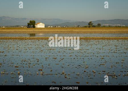 Reisfeld nach der Ernte, Ebro Delta, Naturpark, Tarragona, Spanien Stockfoto