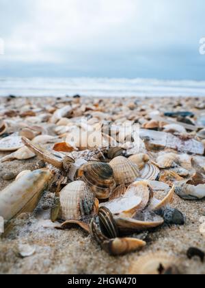 Nahaufnahme verschiedener Muscheln, die an einem Strand auf der Insel Sylt an der Küste gewaschen wurden Stockfoto