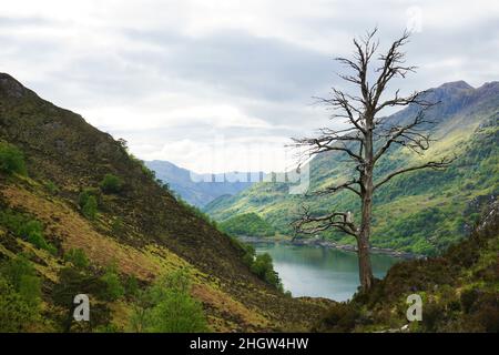 Einzelbaum auf dem Weg zur Barrisdale Bay Stockfoto