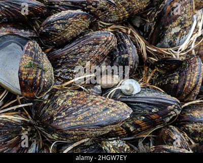 Seepocken und Muscheln auf Felsen Stockfoto