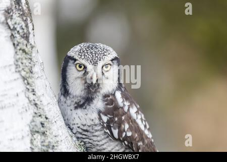 Porträt eines jungen Habichtskauzes (Surnia ulula) im Birkenwald. Hawk Owl schaut auf die Kamera. Stockfoto