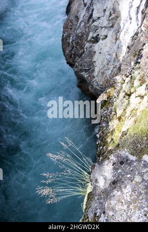 Tiefer Abgrund genannt Ridderspranget mit dem Fluss Sjoa und einer Graspflanze, die in der Steinmauer in Innlandet fylke in Norwegen wächst. Stockfoto