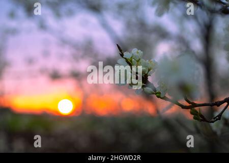 Kirschblüten bei Sonnenuntergang. Blühende Gärten. Stockfoto