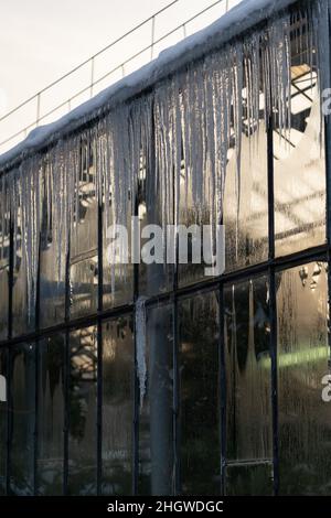 Glaswand des Treibhauses mit tropischen Pflanzen, die innen mit gefährlichen Eiszapfen und Schnee bedeckt wachsen Stockfoto