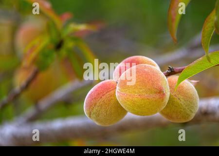 Pfirsichanbau, Art Prunus persica ein Laubbaum aus dem Nordwesten Chinas, wo er zum ersten Mal domestiziert wurde, bezieht sich sein Name persica auf seine wi Stockfoto