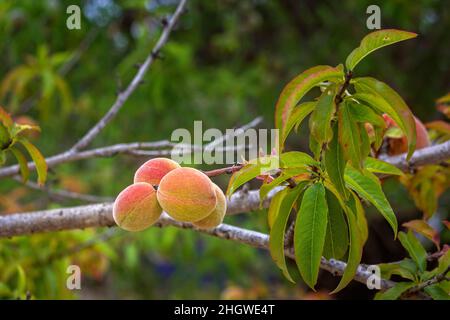 Pfirsichanbau, Art Prunus persica ein Laubbaum aus dem Nordwesten Chinas, wo er zum ersten Mal domestiziert wurde, bezieht sich sein Name persica auf seine wi Stockfoto