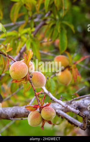 Pfirsichanbau, Art Prunus persica ein Laubbaum aus dem Nordwesten Chinas, wo er zum ersten Mal domestiziert wurde, bezieht sich sein Name persica auf seine wi Stockfoto