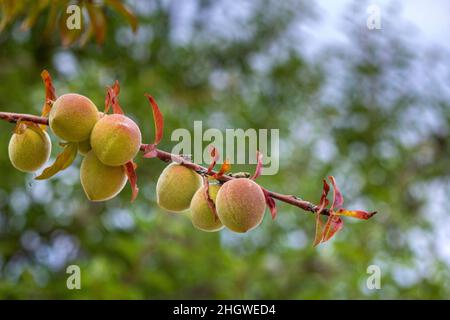 Pfirsichanbau, Art Prunus persica ein Laubbaum aus dem Nordwesten Chinas, wo er zum ersten Mal domestiziert wurde, bezieht sich sein Name persica auf seine wi Stockfoto