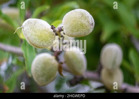 Zweig mit unreifen Früchten aus der Nähe eines Mandelbaums, die Art Prunus dulcis, die im Iran und den umliegenden Ländern beheimatet ist, aber in ähnlicher Form weit verbreitet ist Stockfoto