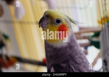 Ein männlicher zahmer Cockatiel, der in einem Käfig sitzt und zur Kamera schaut Stockfoto