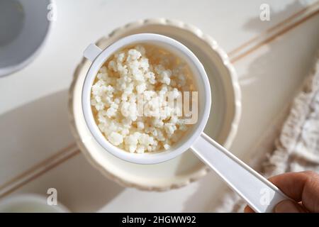 Kefir Körner in einem weißen Sieb - Vorbereitung von hausgemachten fermentierten Getränk Stockfoto