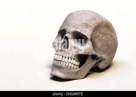 Anatomisch genauer menschlicher Schädel, isoliert auf weißem Hintergrund, mit Kopierraum 3D-Rendering-Illustration. Anatomie, Medizin, Biologie, Wissenschaftskonzept. Stockfoto