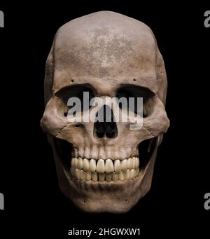 Homo sapiens männlicher Schädel anatomisch genaue Front- oder Vorderansicht isoliert auf schwarzem Hintergrund 3D Rendering Illustration. Menschliche Anatomie, Medizin, Stockfoto