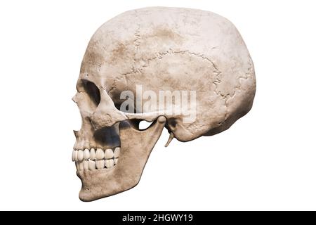 Homo sapiens männliche Schädel anatomisch genaue laterale oder Profilansicht isoliert auf weißem Hintergrund mit Kopierraum 3D Rendering Illustration. Mensch und Stockfoto