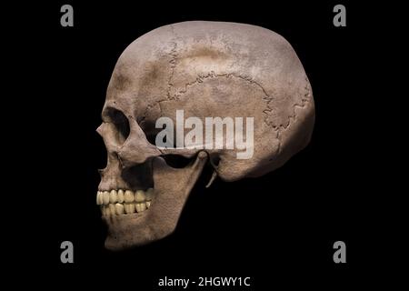 Homo sapiens männlicher Schädel anatomisch genaue Profil- oder Seitenansicht isoliert auf schwarzem Hintergrund 3D Rendering Illustration. Menschliche Anatomie, Medizin, Stockfoto