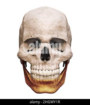 Anatomisch genauer menschlicher männlicher Schädel mit eingefärbtem Unterkiefer- oder Kieferknochen anterior oder Vorderansicht isoliert auf weißem Hintergrund mit Kopierraum 3D rend Stockfoto