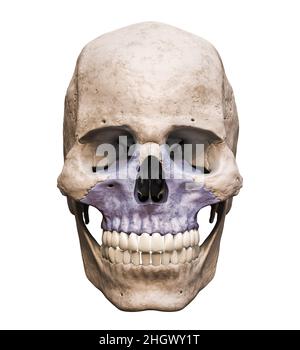 Anatomisch genauer menschlicher männlicher Schädel mit eingefärbtem Oberkieferknochen anterior oder Vorderansicht isoliert auf weißem Hintergrund mit Kopierraum 3D Rendering il Stockfoto