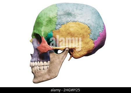 Anatomisch genauer menschlicher männlicher Schädel mit eingefärbter Knochenlateral- oder Profilansicht isoliert auf weißem Hintergrund mit Kopierraum 3D als Illustration Stockfoto