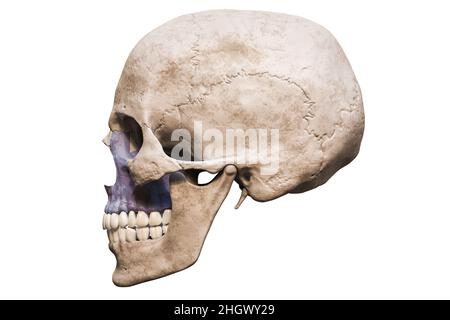 Anatomisch genauer menschlicher männlicher Schädel mit eingefärbter Oberkieferknochen-Seitenansicht oder Profilansicht isoliert auf weißem Hintergrund mit Kopierraum 3D Rendering i Stockfoto