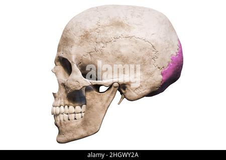 Anatomisch genauer menschlicher männlicher Schädel mit eingefärbter Hinterhauptknochen-Seitenansicht oder Profilansicht isoliert auf weißem Hintergrund mit Kopierraum 3D-Rendering Stockfoto