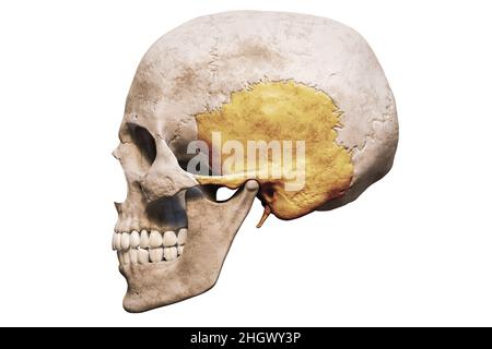 Anatomisch genauer menschlicher männlicher Schädel mit eingefärbter temporaler Knochenlateral- oder Profilansicht isoliert auf weißem Hintergrund mit Copy Space 3D-Rendering Stockfoto