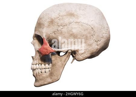 Anatomisch genauer menschlicher männlicher Schädel mit kolorierter, zygomatischer Knochenlateral- oder Profilansicht isoliert auf weißem Hintergrund mit Kopierraum 3D-Rendering Stockfoto