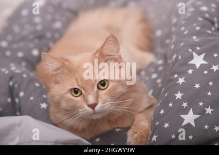 Flauschige Ingwerkatze auf einem grauen Bettüberwurf. Stockfoto
