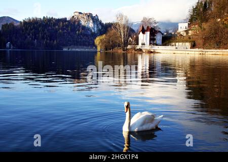 Schöner Schwan am Bleder See in Slowenien. See in der Region Oberkrain im Nordwesten Sloweniens. Stockfoto