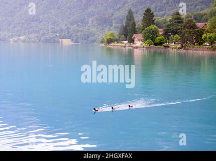 Entenschwamm im Brienzer See in Interlaken, idyllische Landschaft aus türkisfarbenem Wasser, Enten und Wald. Stockfoto