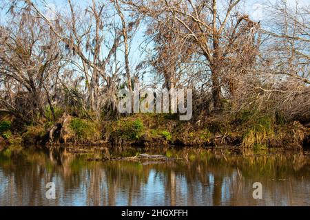 Ein Alligator in einem Sumpf in der Nähe von New Orleans, eine Airboat-Tour, Januar 2022 Stockfoto