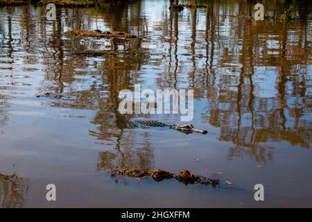 Zwei große und ein Baby-Alligator in einem Sumpf in der Nähe von New Orleans, Louisiana Stockfoto