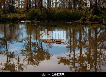 Ein Baby-Alligator, der in der Sonne in einem Sumpf in der Nähe von New Orleans, Louisiana, im Januar ruht Stockfoto