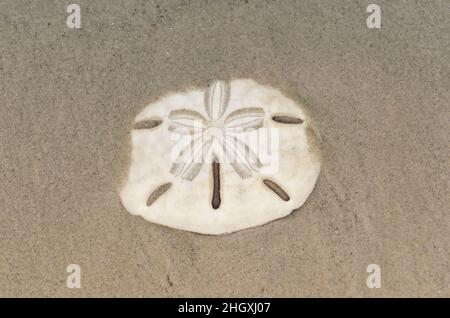 Sand Dollar (auch bekannt als Seetüken, Snapper Biscuit oder Pansy Shell) am Strand Stockfoto