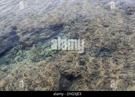 Zwei Fische von Picasso-Drückerfisch, Rhinecanthus assasi, im Roten Meer, Ägypten Stockfoto