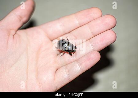 Mistkäfer in der Hand, gefangen am Strand in Sharm El Sheikh, Ägypten Stockfoto