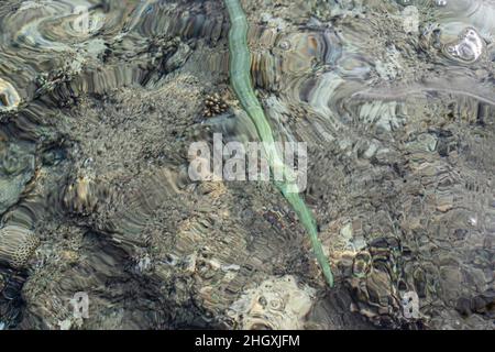 Glatter Kornefisch - Fistularia commersonii, Korallenriff Rotes Meer, Ägypten Stockfoto